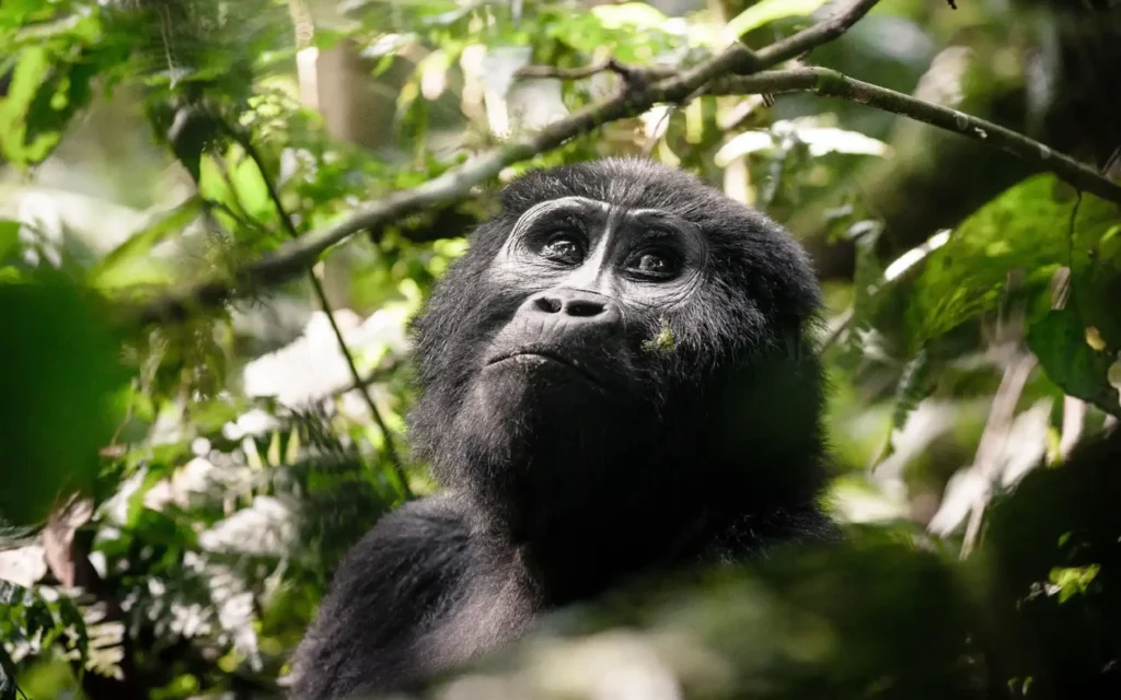 Gorilla-in-bwindi-forest