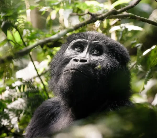 Gorilla-in-bwindi-forest