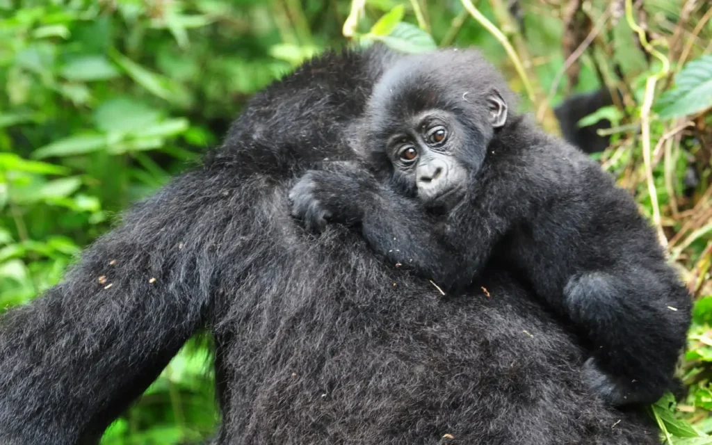 Mountain-Gorilla-in-bwindi-forest.webp
