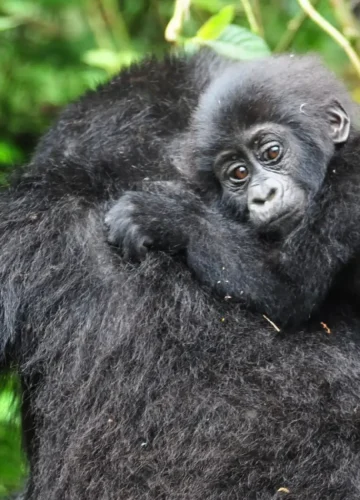 Mountain-Gorilla-in-bwindi-forest.webp