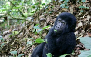 gabriel-schumacher-WwQynDqwE14-unsplash