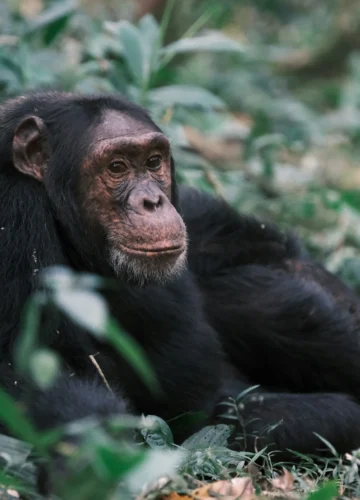 simone-dinoia-9sssA1nSKe8-unsplash