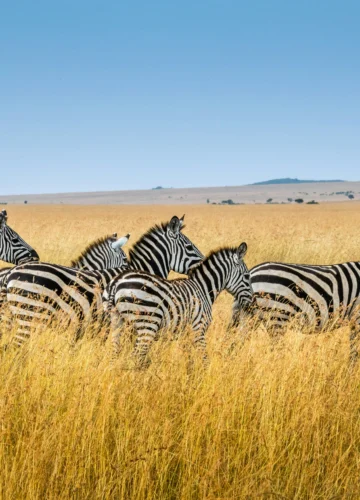 sutirta-budiman-Jgiv1rSIpVM-unsplash