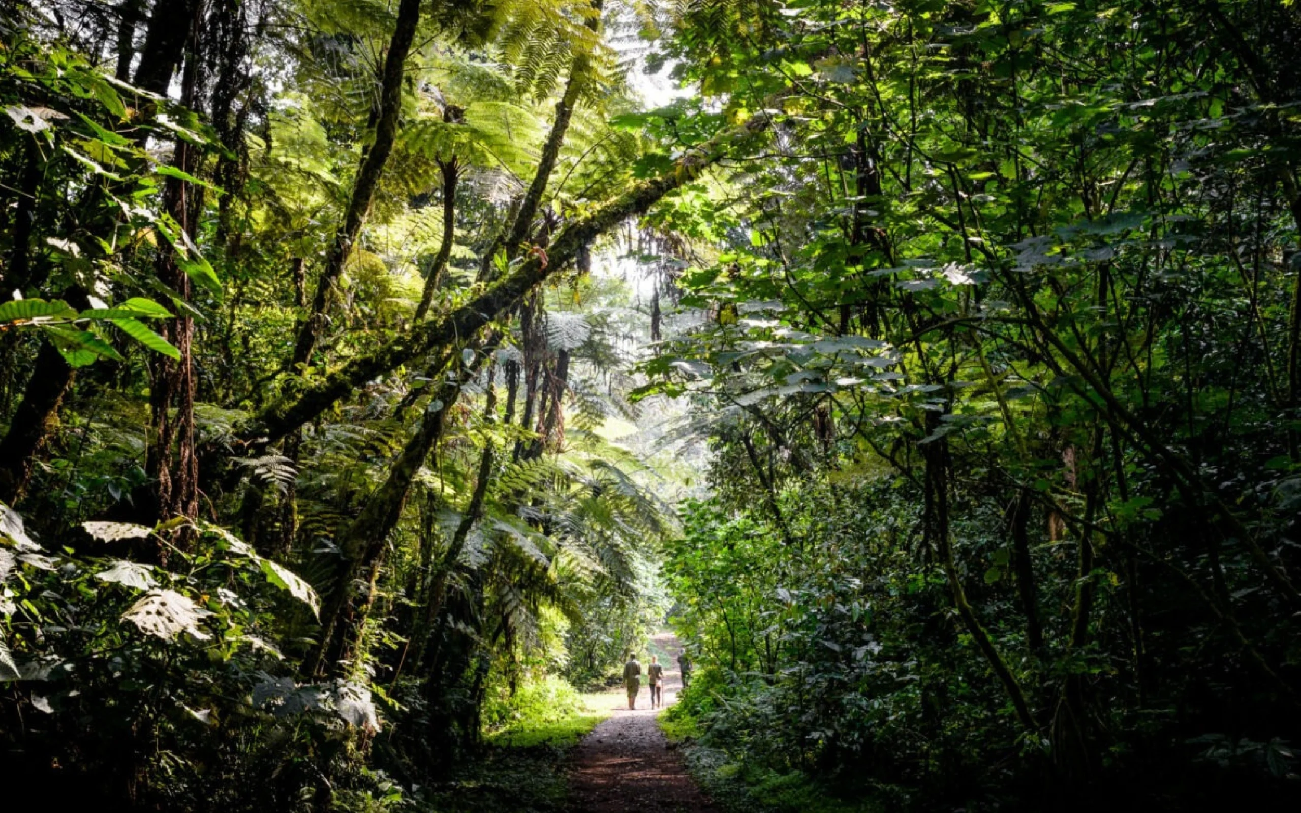 uganda-bwindi-sactuary-gorilla-forest-camp-13-1200x800