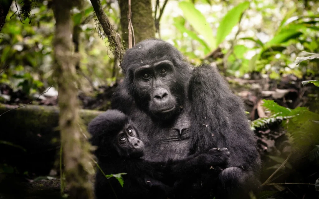 uganda-bwindi-sactuary-gorilla-forest-camp-2-1200×800
