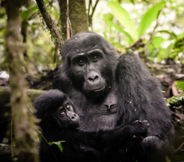 uganda-bwindi-sactuary-gorilla-forest-camp-2-1200x800