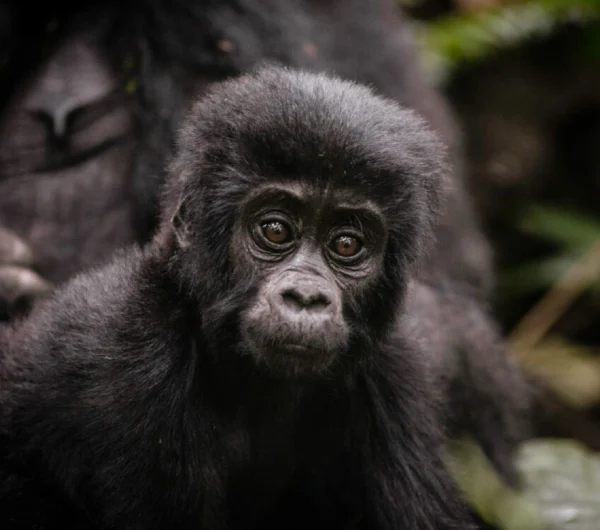 uganda-bwindi-sactuary-gorilla-forest-camp-3-1200x800