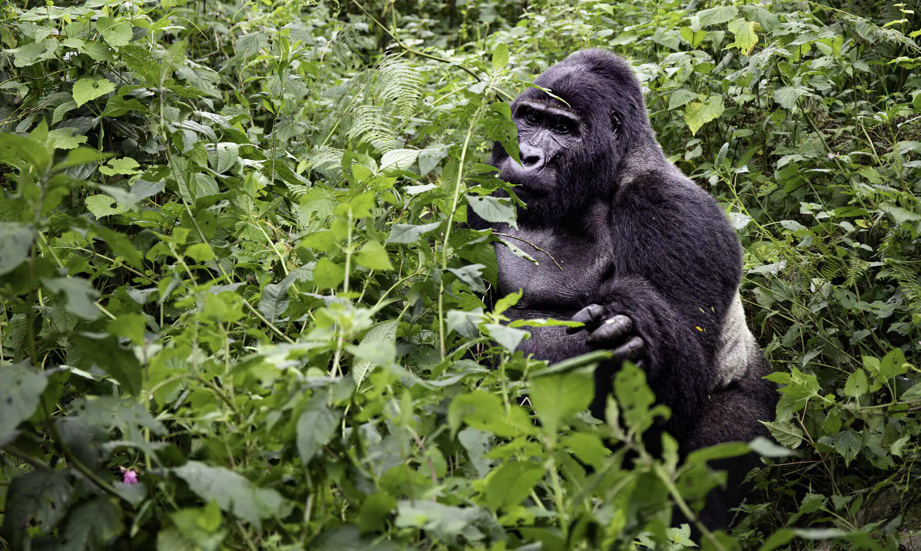 gorilla trekking in Uganda